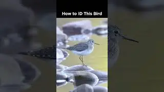 Can you identify this shorebird?