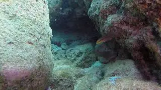 Clown Wrasse juvenile
