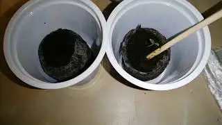 Томаты в домашних условиях.