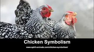 Chicken Symbolism