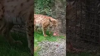 lynx 🐈🥩#shorts
