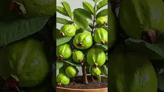 🌿How to grow guava tree, great way to propagate guava tree by air layering using carrot🥕 