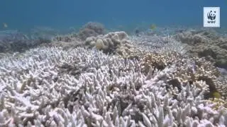Coral Bleaching, Lizard Island, Great Barrier Reef March 2016