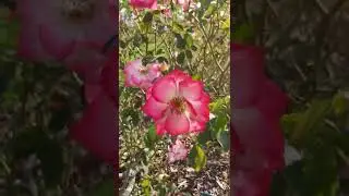 Centenary of Federation Rose