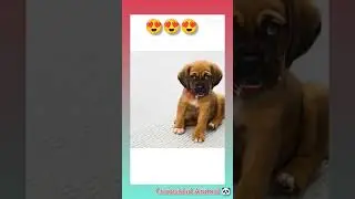 perros hermosos ❤️🤩