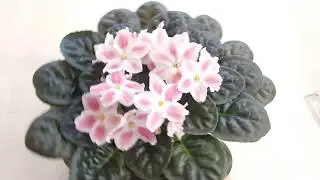 Фиалка Лик Мамино Солнышко
