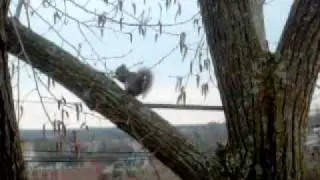 Squirrel Outside my Window watching Susan Bolye on Youtube