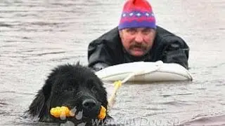Собака спасатель