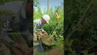 Nên hiểu QUY LUẬT Này Khi chơi cây