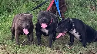 Puppy work out