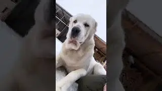 Мой Хранитель снов 