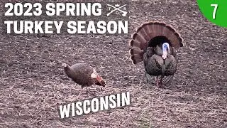 CALLING HENS TO GET THE GOBBLER? | TURKEY CALLING TACTIC FOR HENNED UP GOBBLERS