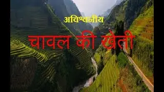 चावल की खेती,chawal ki kheti,chawal ki kheti kaise karte hain,chawal ki kheti kaise ki jaati hai,