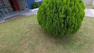 Update On My Zoysia Grass Planted From Plugs