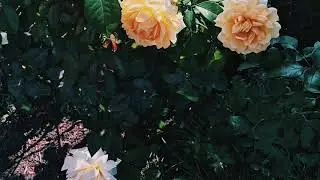 elijah who - i'm tired of feeling this way