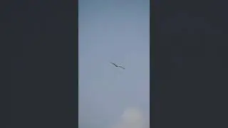 The Real Hero Indian Golden Eagle