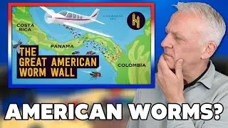 Why the US Drops 14.7 Million Worms On Panama Every Week REACTION | OFFICE BLOKES REACT!!