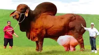 Santa Gertrudis cow breed facts in urdu / hindi-brahman breed-biggest bulls in the world-short horn