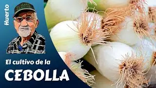 ONIONS: HOW TO SOW, PLANT AND CULTIVATE ONIONS SUCCESSFULLY