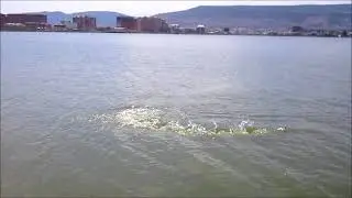 Ак гель 180818. Сход большого амура