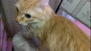 КОТ ШИПИТ. НАПУГАЛ МЕНЯ..)