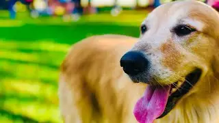 Dog Slide show