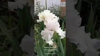 ИРИСЫ ДЛЯ ЦЕНИТЕЛЕЙ - БАБЛС ГАЛЛОР ИРИСЫ СТРИЖАКОВОЙ