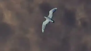 [куплен]MAYOT x FENDIGLOCK x SEEMEE x YUNGWAY Type Beat - SEAGULL (prod. sleepydreamer)