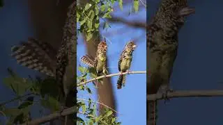 D'Arnaud's Barbets 