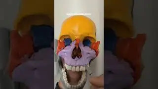 Bones of the face
