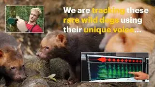 We are tracking these rare wild dogs using their unique voice...