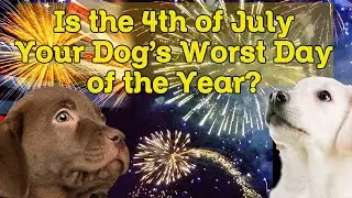 Your Dog s Worst Day of the Year