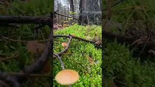 #meditationmusic #nature #окунево #природа #travel #путешествия