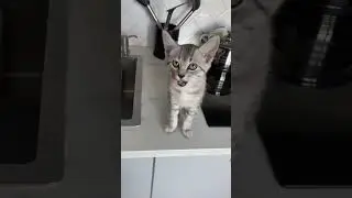 Котик Вольтик стал крысой!          