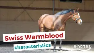 Swiss Warmblood | characteristics, origin & disciplines