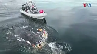 Заплеткан кит ослободен од рибарски мрежи по четиридневно спасување во Канада