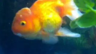 All new pet gold fish !!