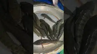 টাকি মাছ। #fish #localfish #takifish #sweetwaterfish