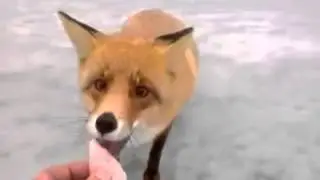 Meanwhile in Russia - Wild fox came to fisherman on frozen lake