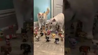 Cats reaction to LPS maze