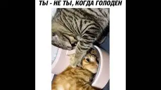 Ты - не ты, когда голоден