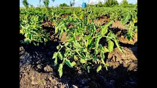 ЧЕМ ПОДКОРМИТЬ ТОМАТЫ? ЧТОБЫ КУСТЫ БЫЛИ ЗДОРОВЫМИ А ПЛОДЫ ВКУСНЫМИ.