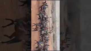 Тамошо кун Бузкашира лайка бшап
