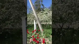 Тюльпани, груша, краса!! 😍