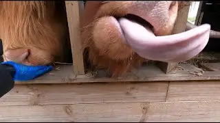 Feeding Highland Cows at Hobbledown Farm