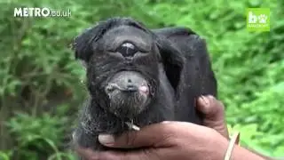 Cyclops goat born with one eye is worshipped by villagers in India