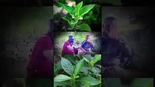 Spiritual Benefits Of Bitter Leaf