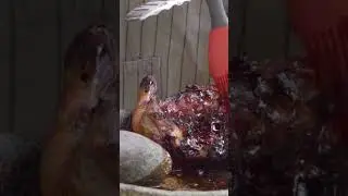 KAMU HARUS COBAIN AYAM BBQ BUMBU RUJAK INI!! #masaktv #masakmasak