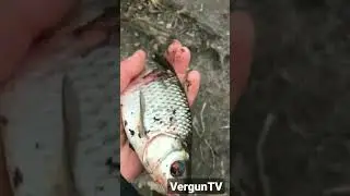 ПОРВАННАЯ ТАРАНЬ на Куриловском - дракачи лютуют