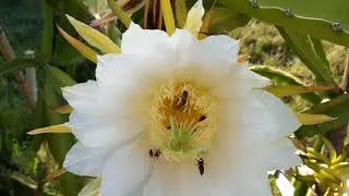como las abejas polenizan la flor de pitahaya